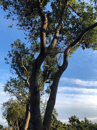Big trees and clear sky