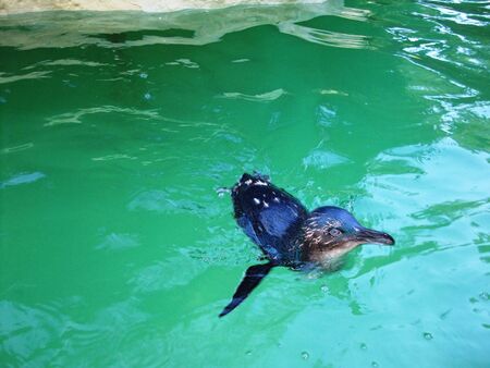 Photograph of the cute penguin swimming in waterの写真素材