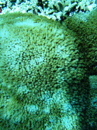 Soft coral underwater off Bunaken Island, Indonesiaの写真素材