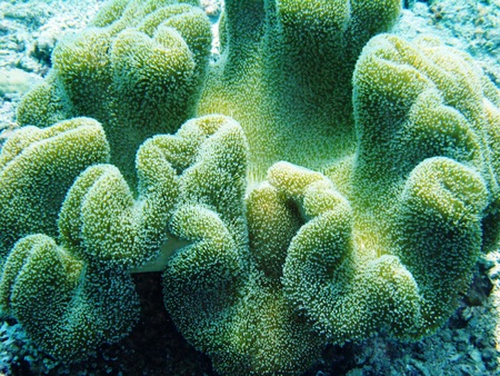 Soft coral underwater off Bunaken Island, Indonesiaの写真素材