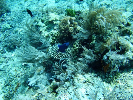 Fishes and coral  underwater off Manado in Indonesiaの写真素材