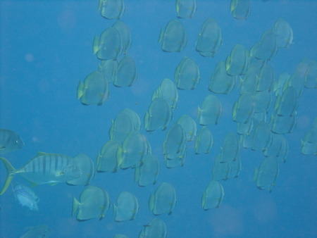 A school of bat fish photo took underwater off Manado island Indonesiaの写真素材