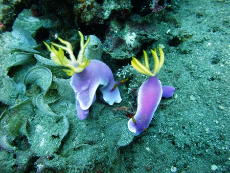 Colorful Nudibranchs underwater off Manado in Indonesiaの写真素材