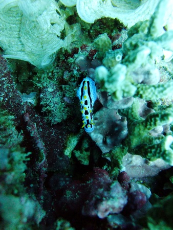Colorful Nudibranchs underwater off Manado in Indonesiaの写真素材
