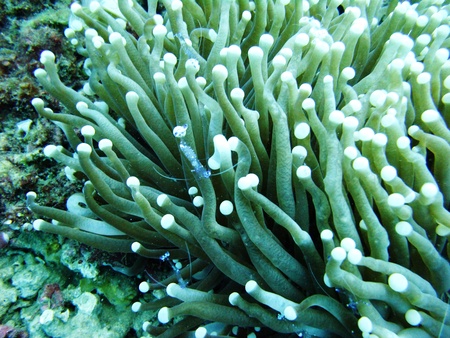 Shrimp photo took underwater off Manado island Indonesiaの写真素材