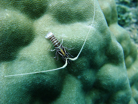 Baby lobster photo took underwater off Manado island Indonesiaの写真素材