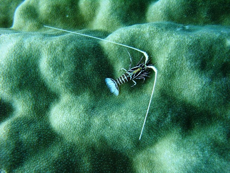 Baby lobster photo took underwater off Manado island Indonesiaの写真素材