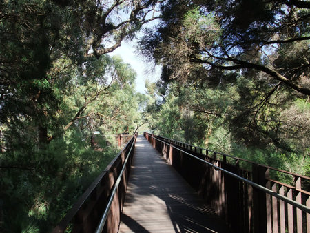 A hanging walking bridge over the trees in Kings Park Perthの写真素材