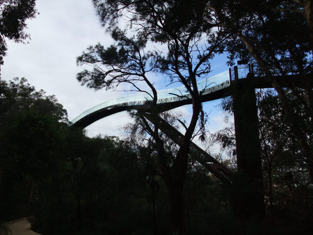 A hanging walking bridge over the trees in Kings Park Perthの写真素材