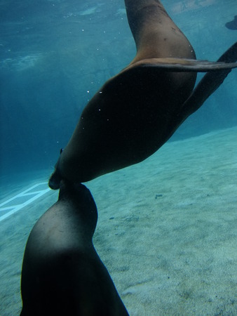 Ocean park in Hong Kongの写真素材