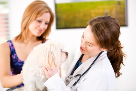 Series set in a Veterinarian's office, with a dog, cat, rabbit and a Caucasian veterinarian and customer.の写真素材