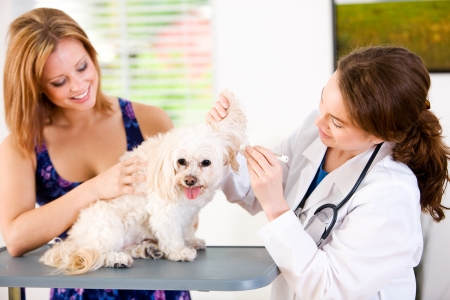 Series set in a Veterinarian's office, with a dog, cat, rabbit and a Caucasian veterinarian and customer.の写真素材