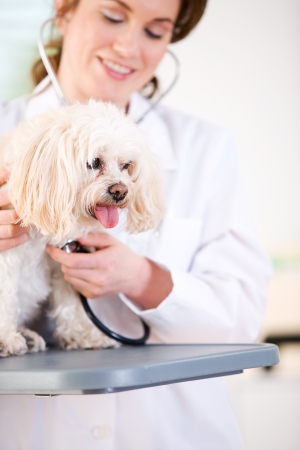 Series set in a Veterinarian's office, with a dog, cat, rabbit and a Caucasian veterinarian and customer.の写真素材
