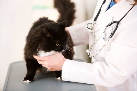 Series set in a Veterinarian's office, with a dog, cat, rabbit and a Caucasian veterinarian and customer.の写真素材