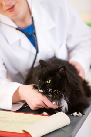 Series set in a Veterinarian's office, with a dog, cat, rabbit and a Caucasian veterinarian and customer.の写真素材