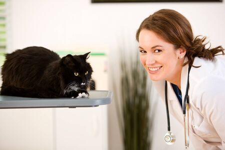 Series set in a Veterinarian's office, with a dog, cat, rabbit and a Caucasian veterinarian and customer.の写真素材
