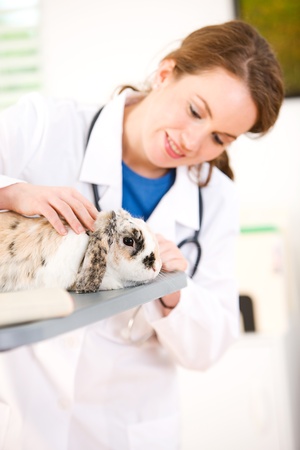 Series set in a Veterinarian's office, with a dog, cat, rabbit and a Caucasian veterinarian and customer.の写真素材