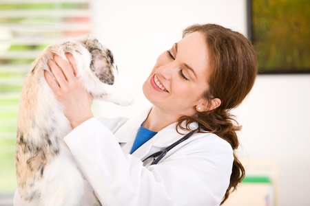 Series set in a Veterinarian's office, with a dog, cat, rabbit and a Caucasian veterinarian and customer.の写真素材