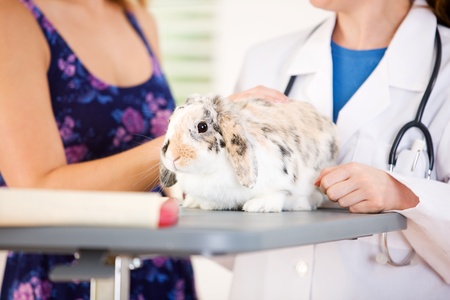 Series set in a Veterinarian's office, with a dog, cat, rabbit and a Caucasian veterinarian and customer.の写真素材