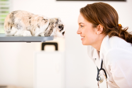 Series set in a Veterinarian's office, with a dog, cat, rabbit and a Caucasian veterinarian and customer.の写真素材