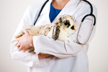 Series set in a Veterinarian's office, with a dog, cat, rabbit and a Caucasian veterinarian and customer.の写真素材