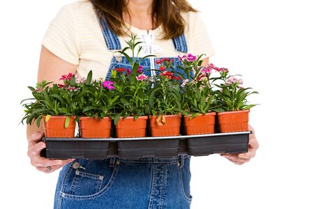 Garden: Woman Holding Flat of Colorful Dianthus Annualsの写真素材