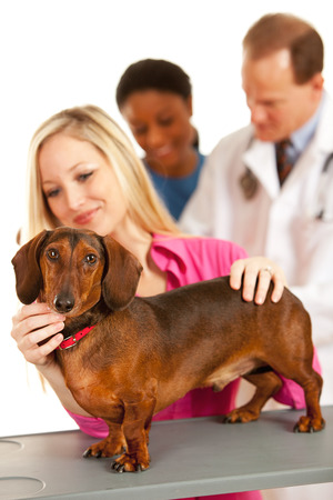 Veterinarian: Woman Holds Pet on Tableの写真素材