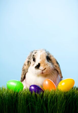 Series with a rabbit posing as the Easter Bunny.の写真素材