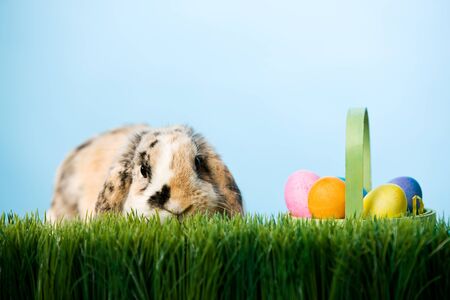 Series with a rabbit posing as the Easter Bunny.の写真素材