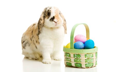 Series with a rabbit posing as the Easter Bunny.の写真素材