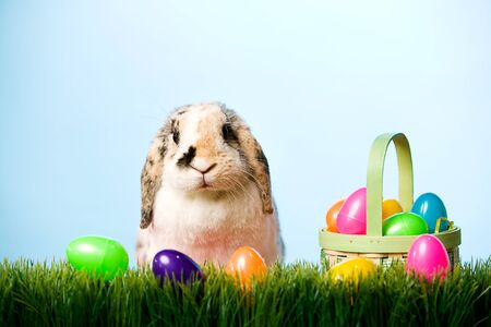 Series with a rabbit posing as the Easter Bunny.の写真素材