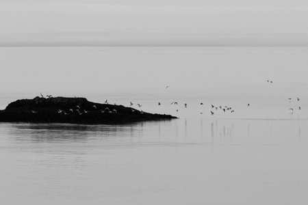 A flock of gulls taking flight off an island in the Bay of Fundy, Nova Scotia, Canada.の写真素材