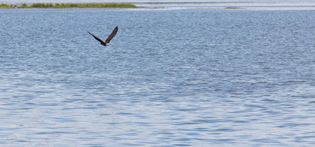 A bald eagle flying low over the blue water. Nova Scotia, Canada.