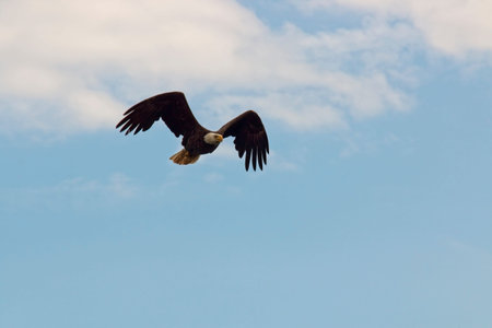 A bald eagle flying high overhead. Cape Breton, Nova Scotia, Canada.