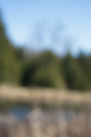 Abstract background of a forest and pond in Autumn.の写真素材