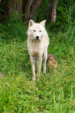 A beautiful female Arctic Wolf with her pup following behind.