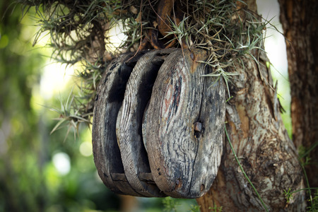 Old wooden pulley in a treeの写真素材