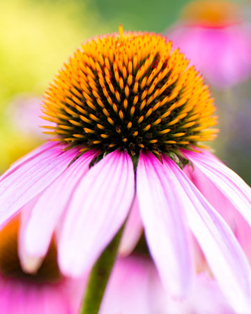 Flower with pink petalsの写真素材