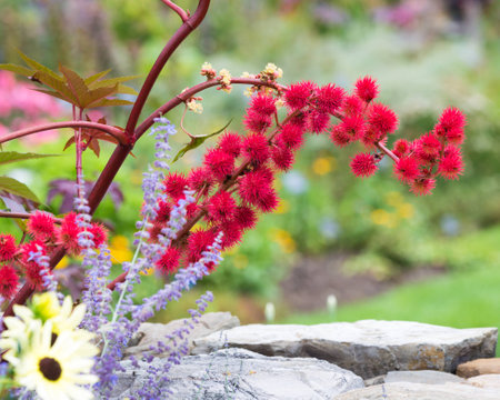 Red flowers over a stone wallの写真素材