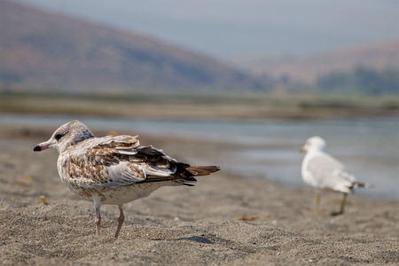 Seagulls on Beachの写真素材
