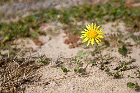 Little yellow dessert flowerの写真素材