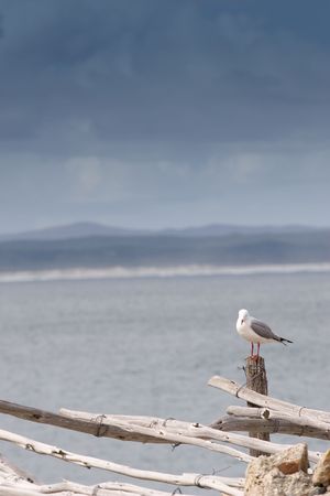 Seagull sitting on wooden post - copy spaceの写真素材