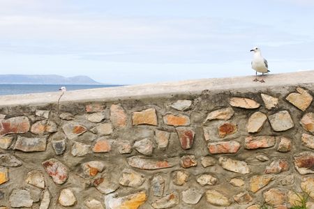 Seagull sitting on stone wall - copy spaceの写真素材
