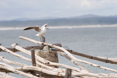 Seagull sitting on wooden post - copy space