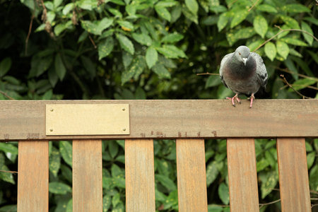 Dove sitting on a park bench.  Shallow D.O.F.  Copy space.の写真素材