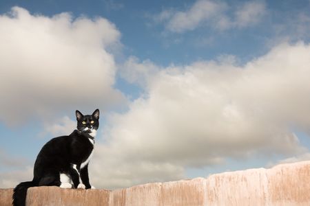 A black and white cat sitting on a wall.の写真素材