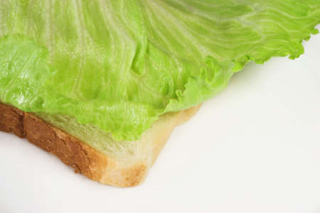 Lettuce on a slice of white breadの写真素材