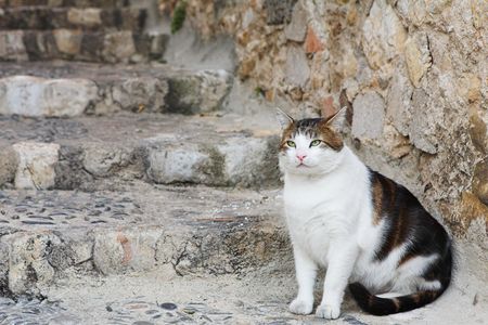 Cat sitting on stairsの写真素材