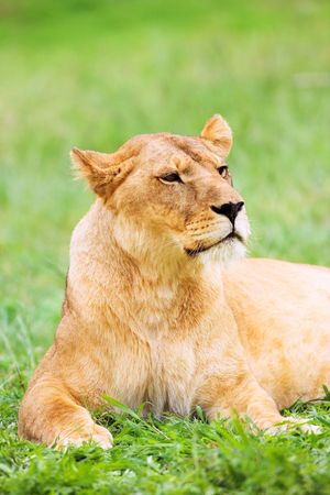 Lioness (Panthera Leo) lying down in the grass, South Africaの写真素材