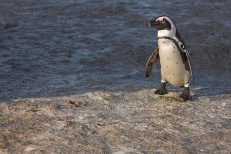 Tagged Jackass Penguins (Spheniscus demersus) from the Simons Town Colony, Western Cape, South Africaの写真素材